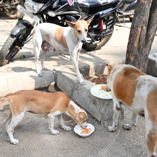 Feeding Drives