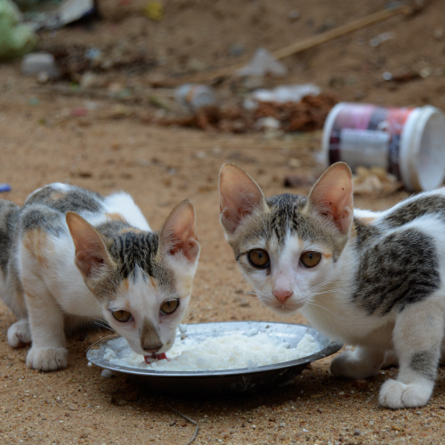 Feeding Drives 3