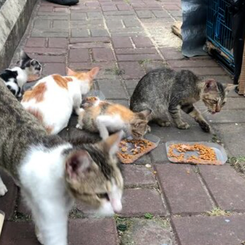 Feeding Drives (1)