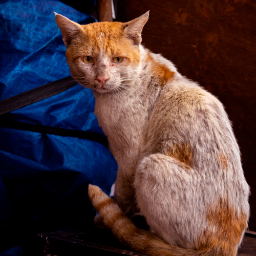 General 4