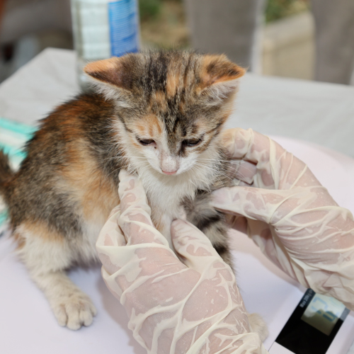 Veterinary Care 2