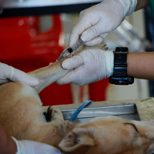 Veterinary Care 3