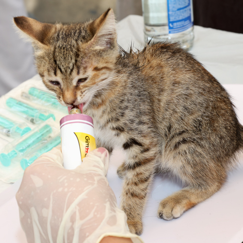 Veterinary Care 4