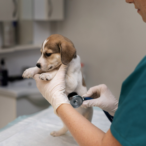 Veterinary Care