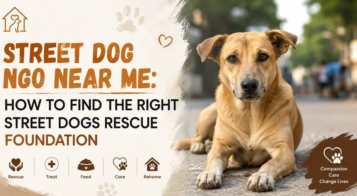 Street Dog NGO Near Me: How to Find the Right Street Dogs Rescue Foundation