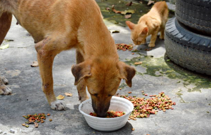 Feeding Drives