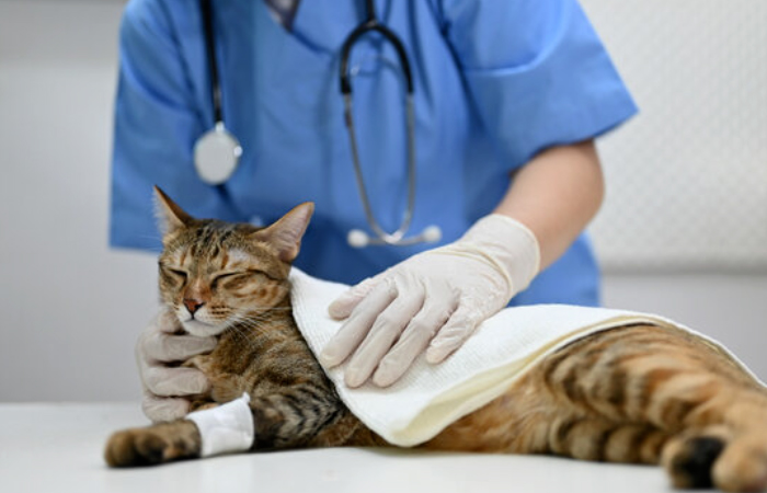 Surgeries & Medical Treatment