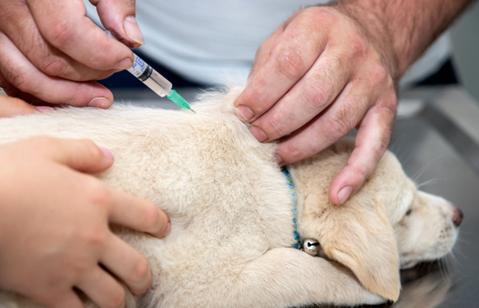 Vaccination Drives