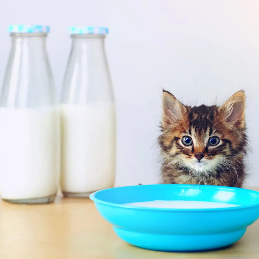 Puppy & Kitten Milk