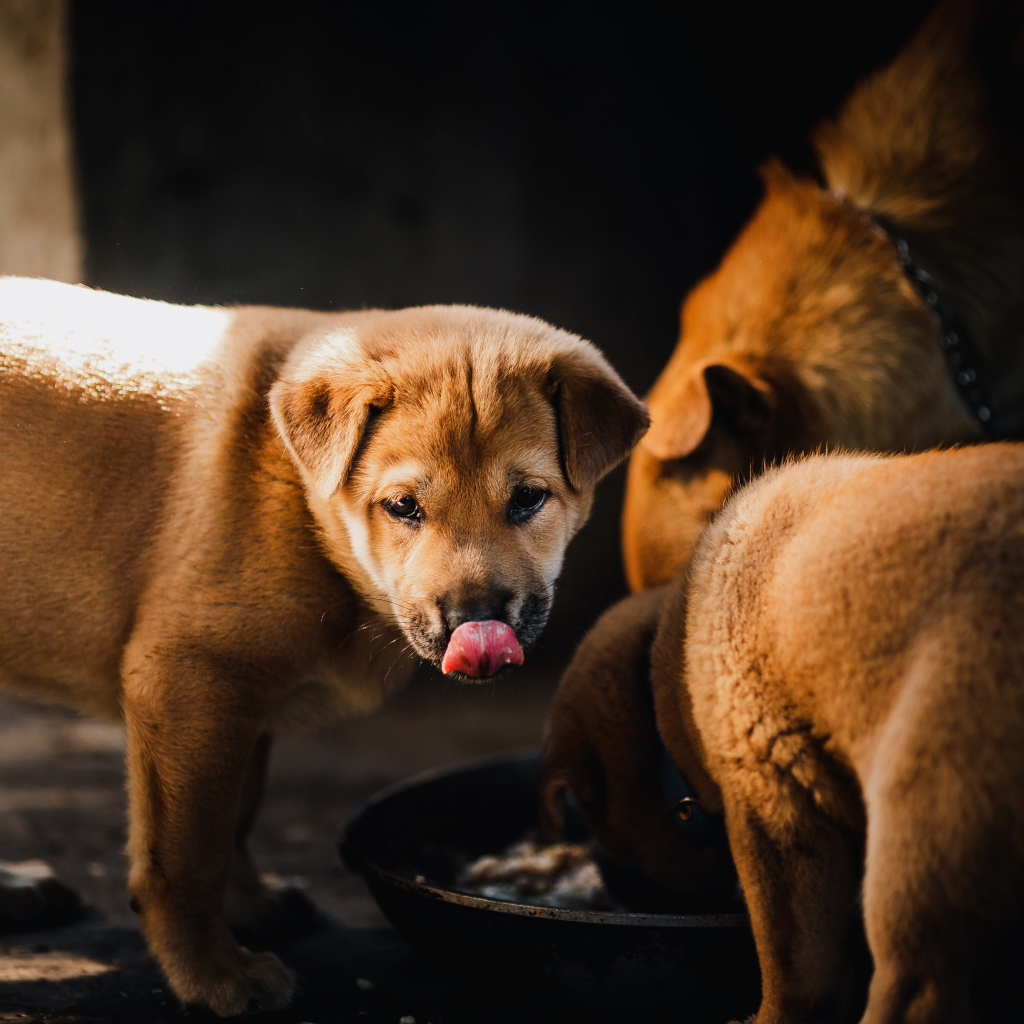 Summer Feeding Drive for Strays