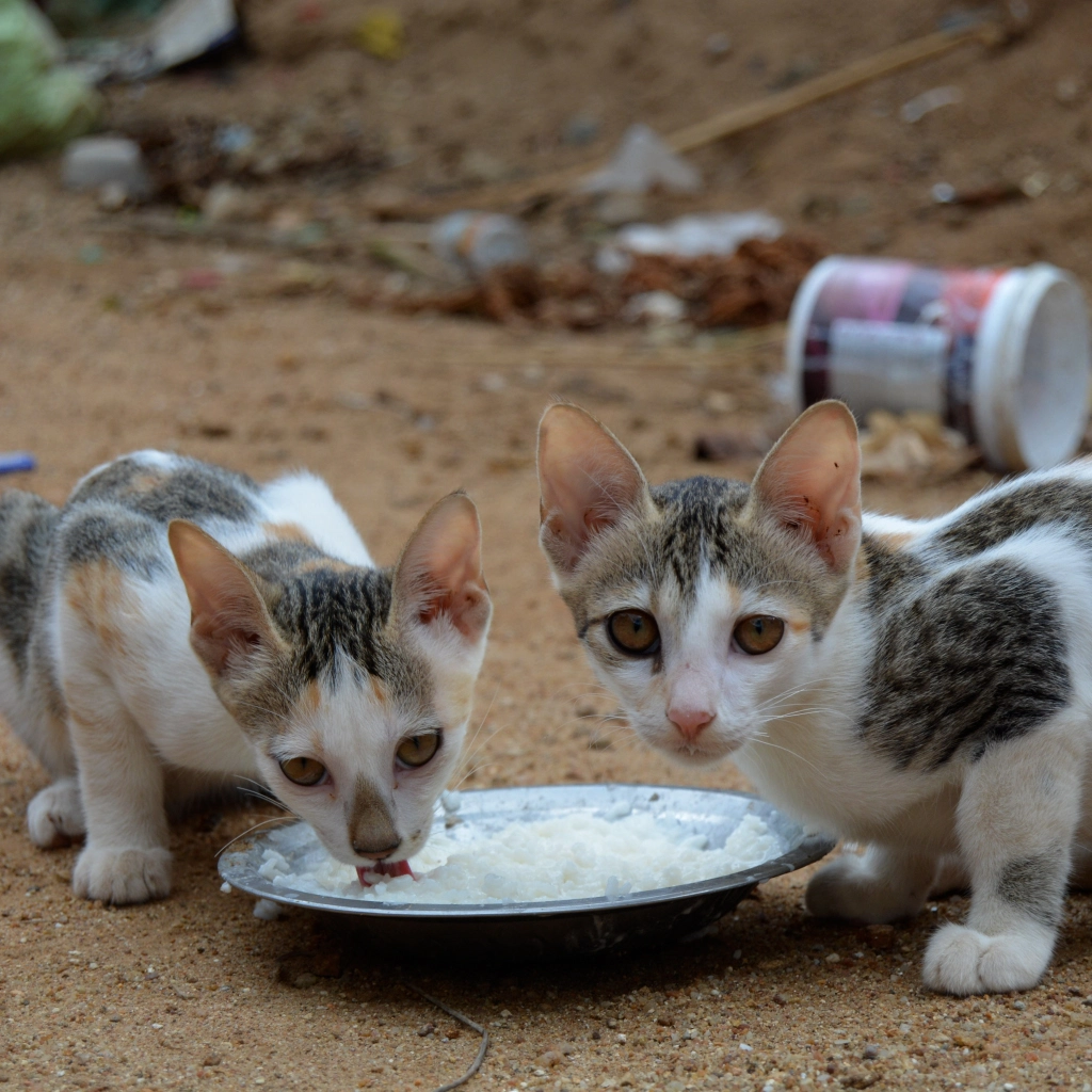 No Animal Should Sleep Hungry