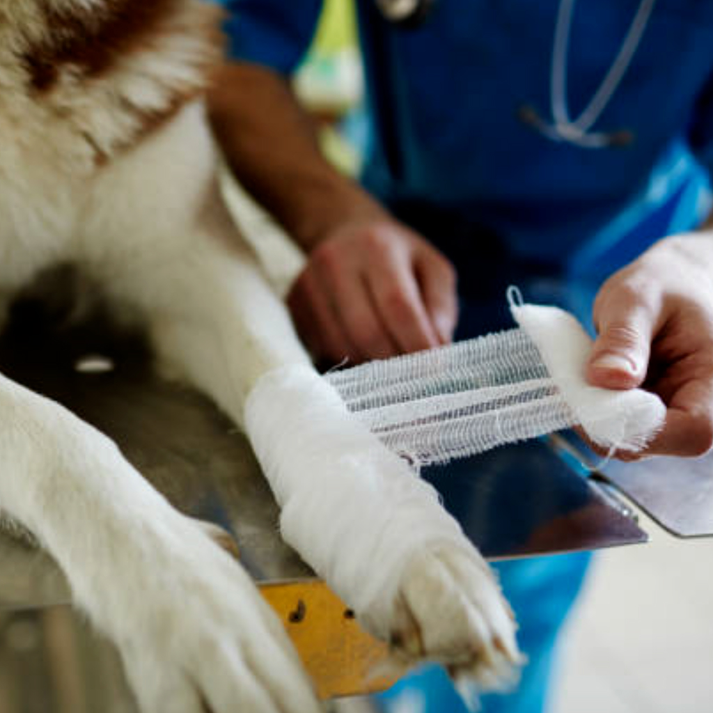 Animal Cruelty Prevention & Volunteer Training